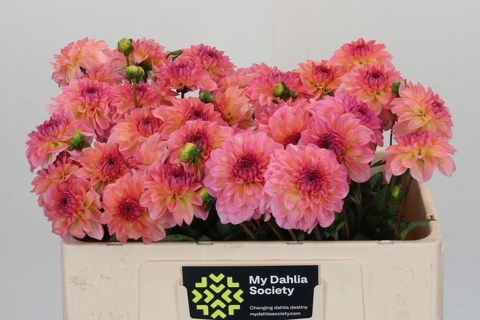 Dahlia Esli