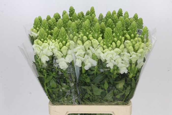 <h4>ANTIR POTOMAC EARLY WHITE ANTIRRHIN</h4>