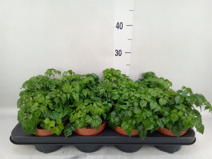 <h4>Radermachera sinica</h4>