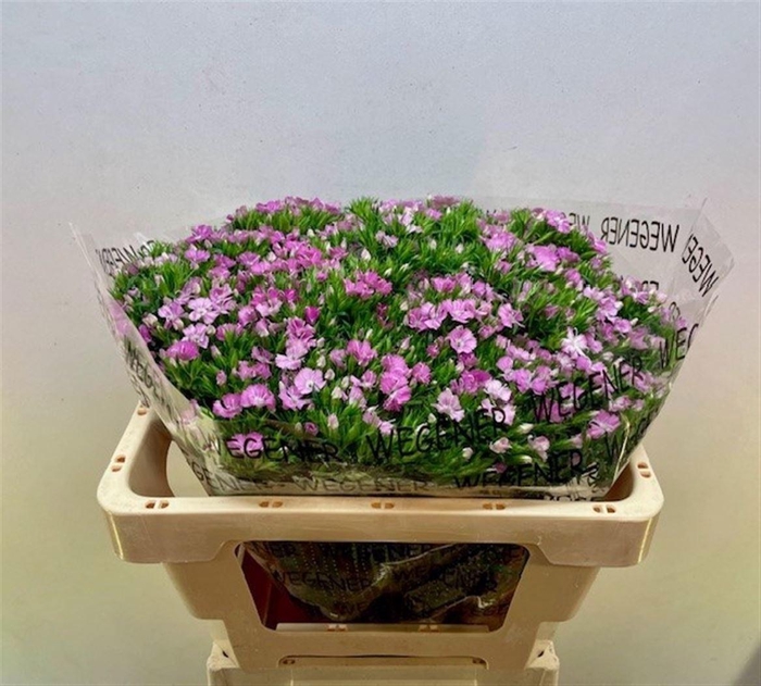 <h4>Di Barb Am Rose</h4>