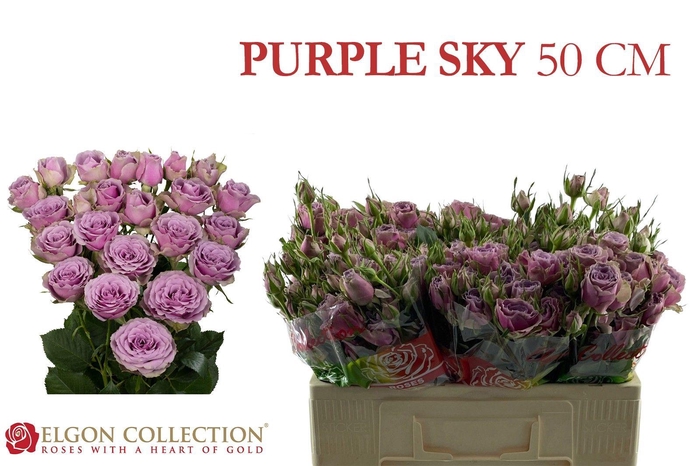 <h4>R TR PURPLE SKY</h4>