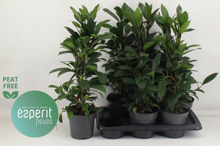 <h4>FIC CYAT COMPACTA</h4>