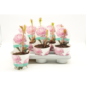 PAEONIA OV
