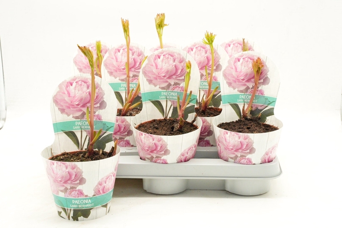 <h4>PAEONIA OV</h4>