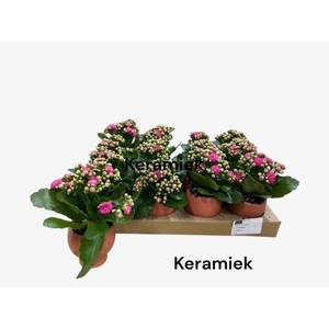 Kalanchoe blossfeldiana calandiva mix 7Ø 12cm