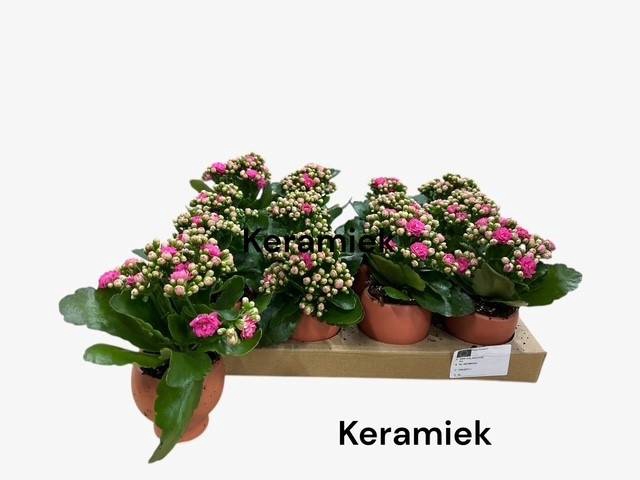 Kalanchoe blossfeldiana calandiva mix 7Ø 12cm