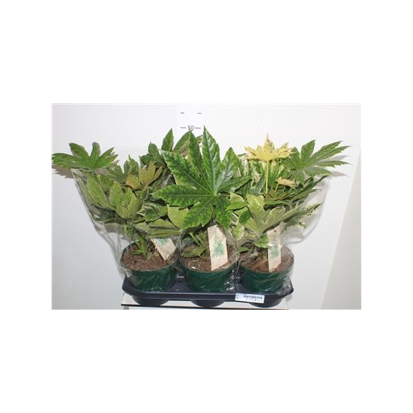 <h4>Fatsia Variegata Bontbladig</h4>