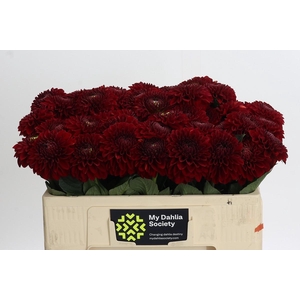 Dahlia Red Fox