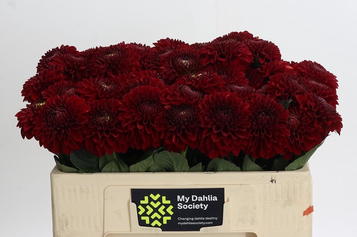 <h4>Dahlia Red Fox</h4>