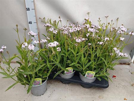 <h4>Verbena Rigida</h4>