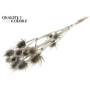 Cardi Distel Natural 5pc/ bunch 70cm Platina + Glitter