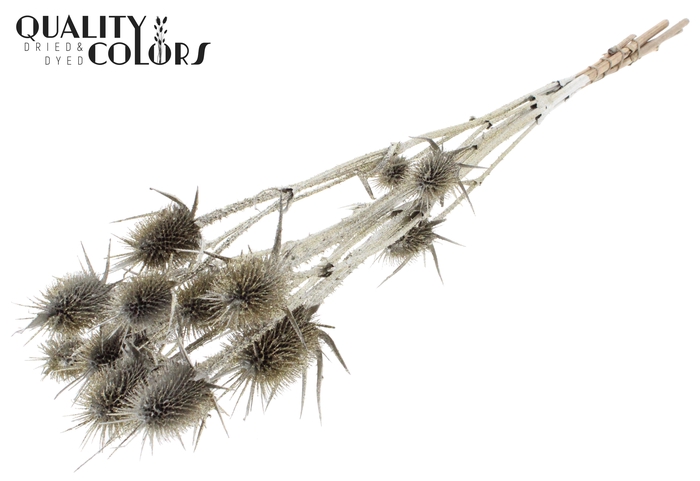 <h4>Cardi Distel Natural 5pc/ bunch 70cm Platina + Glitter</h4>