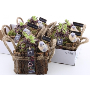 ARR SEMPERVIVUM
