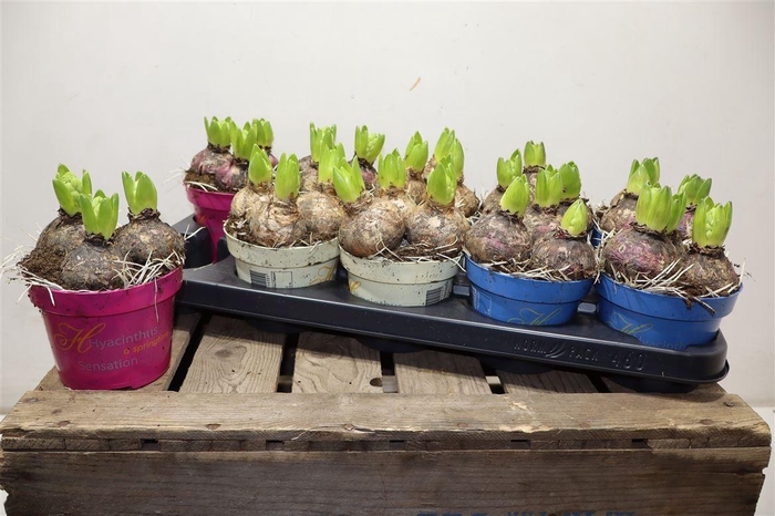 <h4>Hyacin Gem 3 Kl</h4>