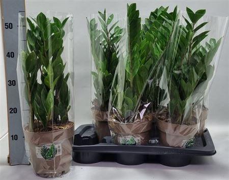 <h4>** Zamio Zamiifolia 5+ * Spring Deal *</h4>