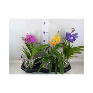 Vanda hybrids
