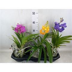 <h4>Vanda hybrids</h4>