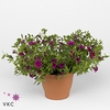 CALIB CA ROSE