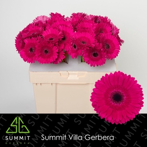 Gerbera Passoa Water