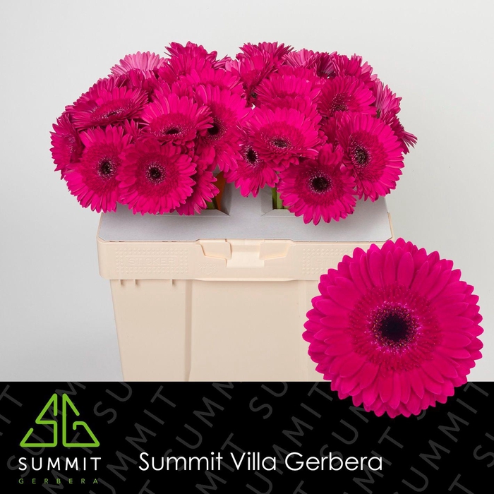 <h4>Gerbera Passoa Water</h4>