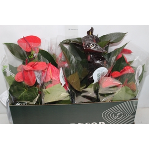 ANTHURIUM VARIADO P15 PREMIUM