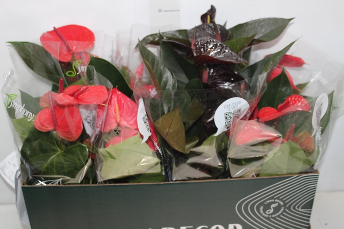 <h4>ANTHURIUM VARIADO P15 PREMIUM</h4>