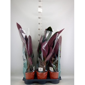 Calathea warscewiczii