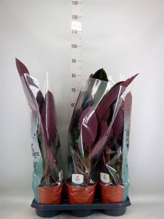 <h4>Calathea warscewiczii</h4>