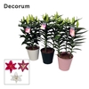 Lilium