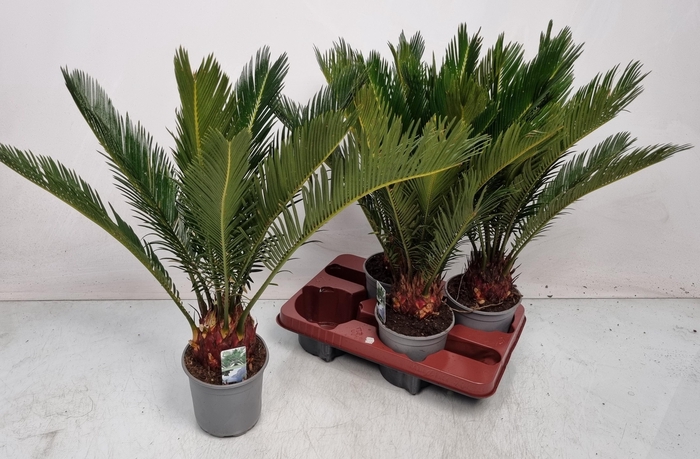 <h4>CYCAS REVOLUTA</h4>