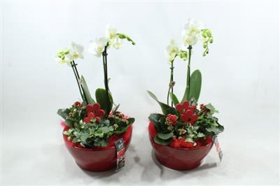 <h4>6351 Ker Rood Phal</h4>