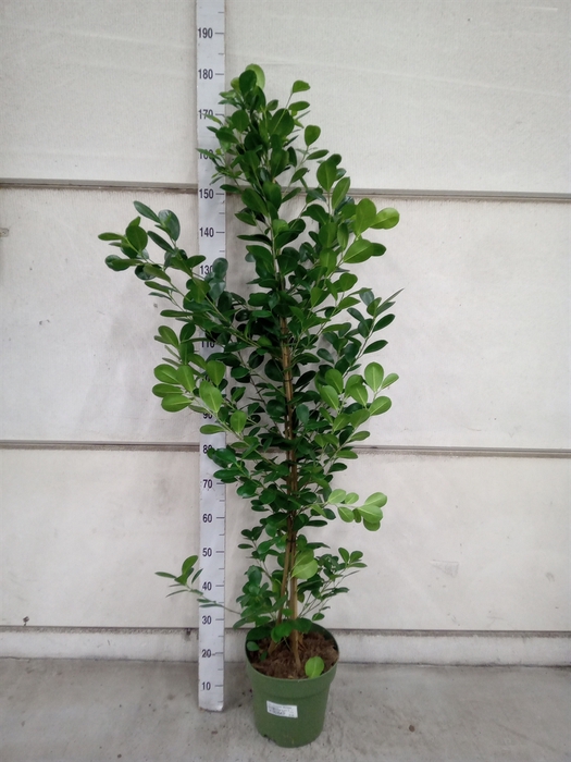 <h4>Ficus microcarpa 'Moclame'</h4>