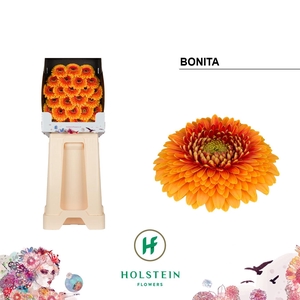 Ge Bv Pom Bonita