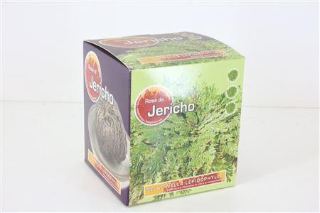 <h4>Droog Roos Van Jericho</h4>