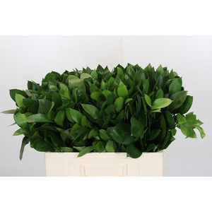 RUSCUS HYPOPHYLLUM