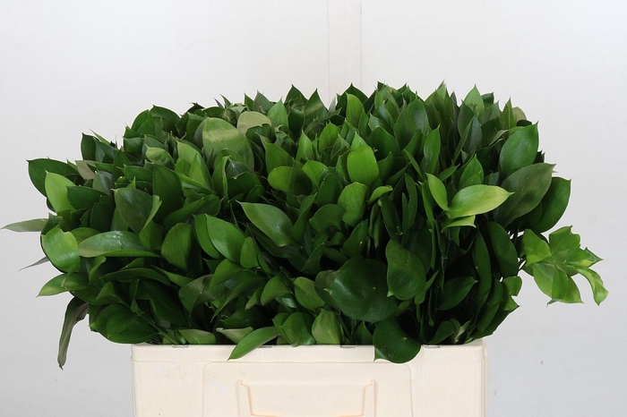 <h4>RUSCUS HYPOPHYLLUM</h4>