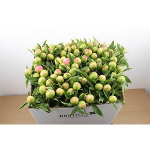 Paeo L Pink Hawaiian Coral