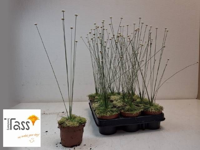 <h4>SYNGONANTHUS MIKADO</h4>