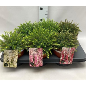 Erica Darleyensis 'Mix' C2 Tray