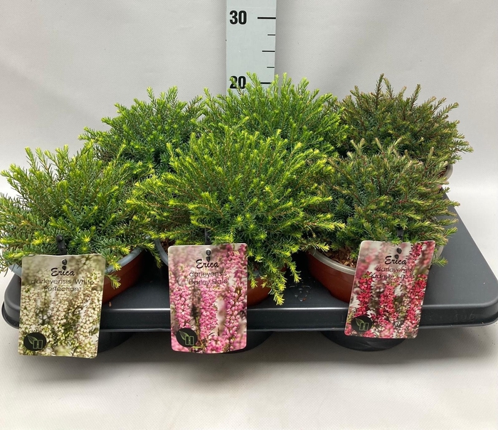 <h4>Erica Darleyensis 'Mix' C2 Tray</h4>