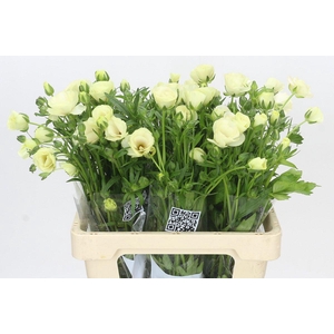 Ranunculus Butterfly Graces