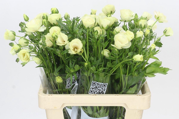 <h4>Ranunculus Butterfly Graces</h4>