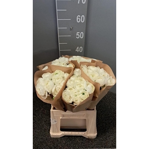 Ran Suc Ex Cloud Bianco