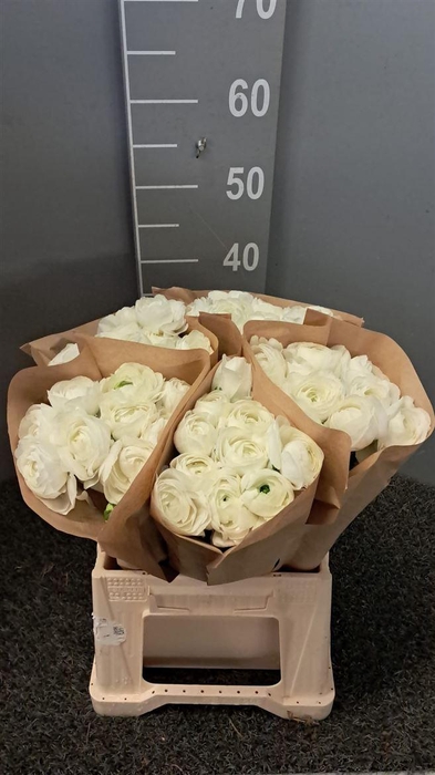 <h4>Ran Suc Ex Cloud Bianco</h4>