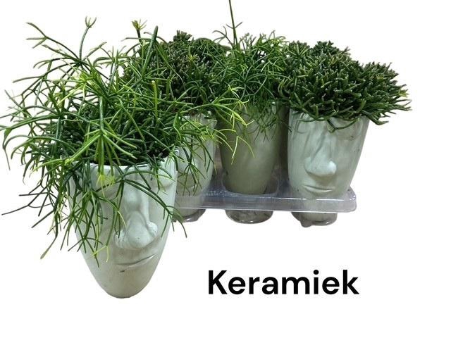 <h4>RHIPSALIS GEM</h4>