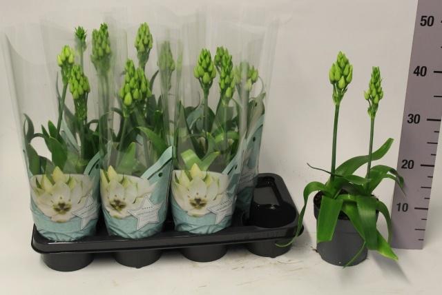 <h4>ORNITHOGALUM THYRSOI</h4>