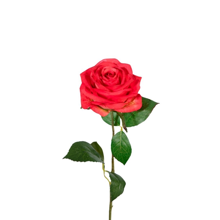 <h4>Rosa 54cm</h4>