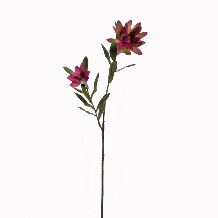 Af Protea Vert L75cm Fuchsia