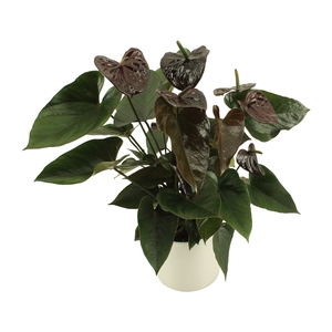 Anthurium XL.56 Jambo Black 17cm