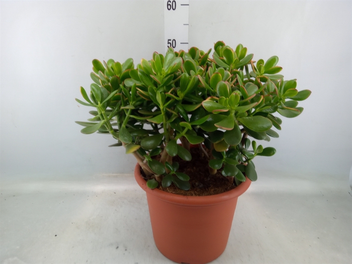 <h4>Crassula ovata 'Sunset'</h4>